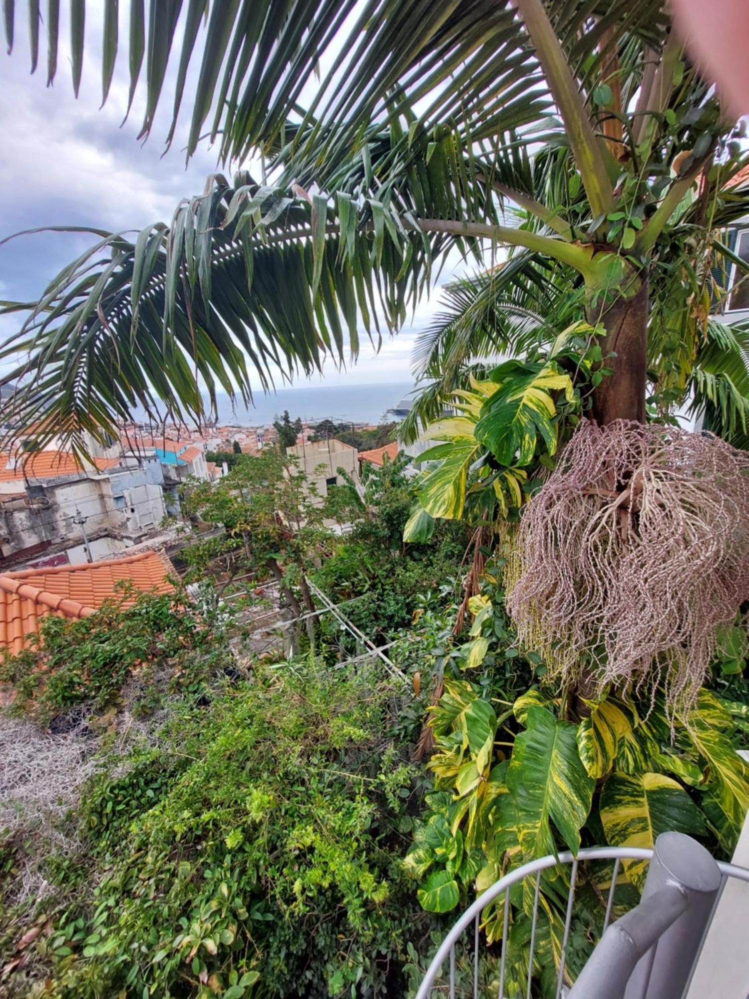 Casa Pico Musica Lejlighed Funchal  Eksteriør billede